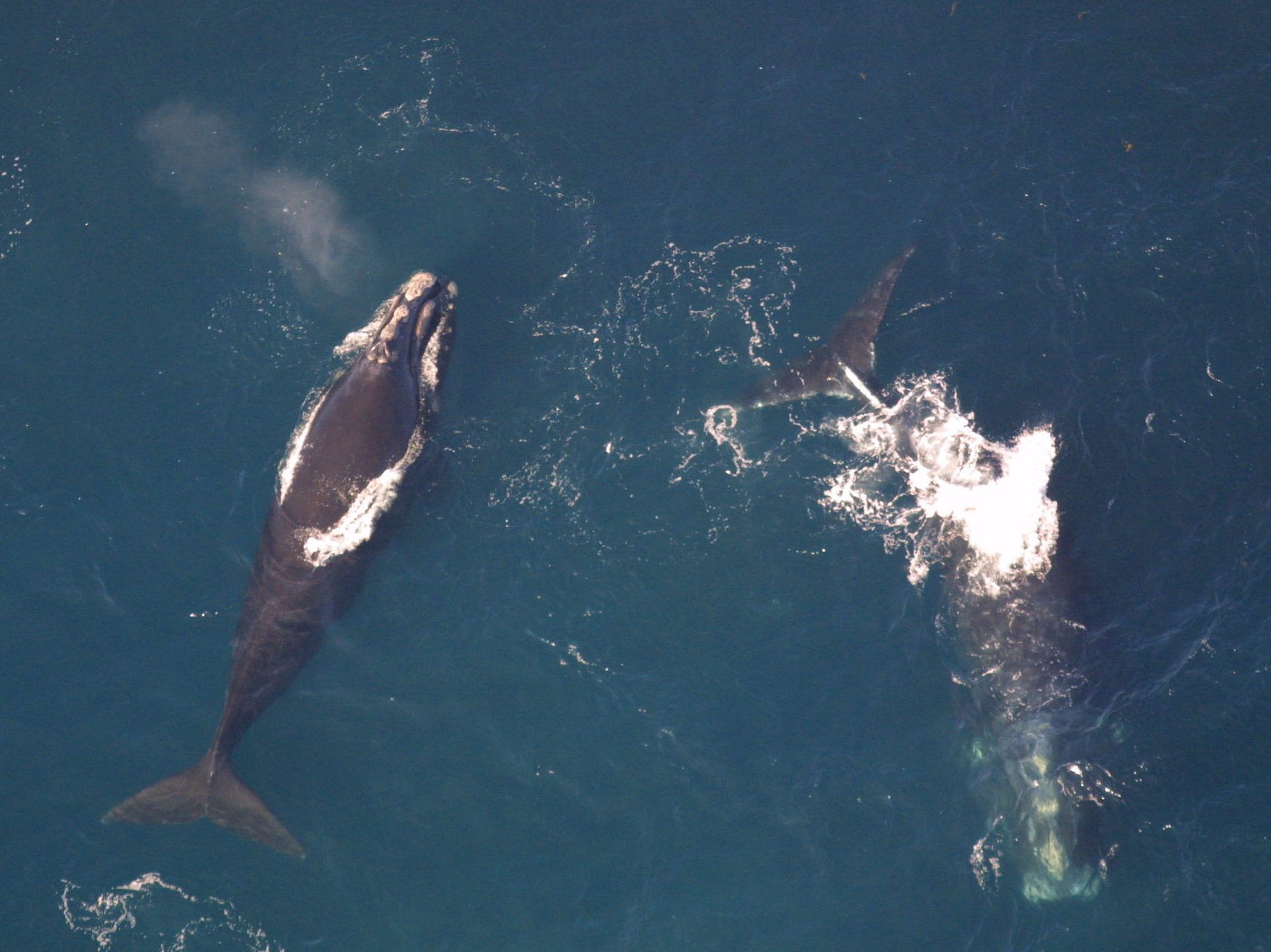 An aerial view of two North Atlantic Right Whales. Photo Source: NOAA