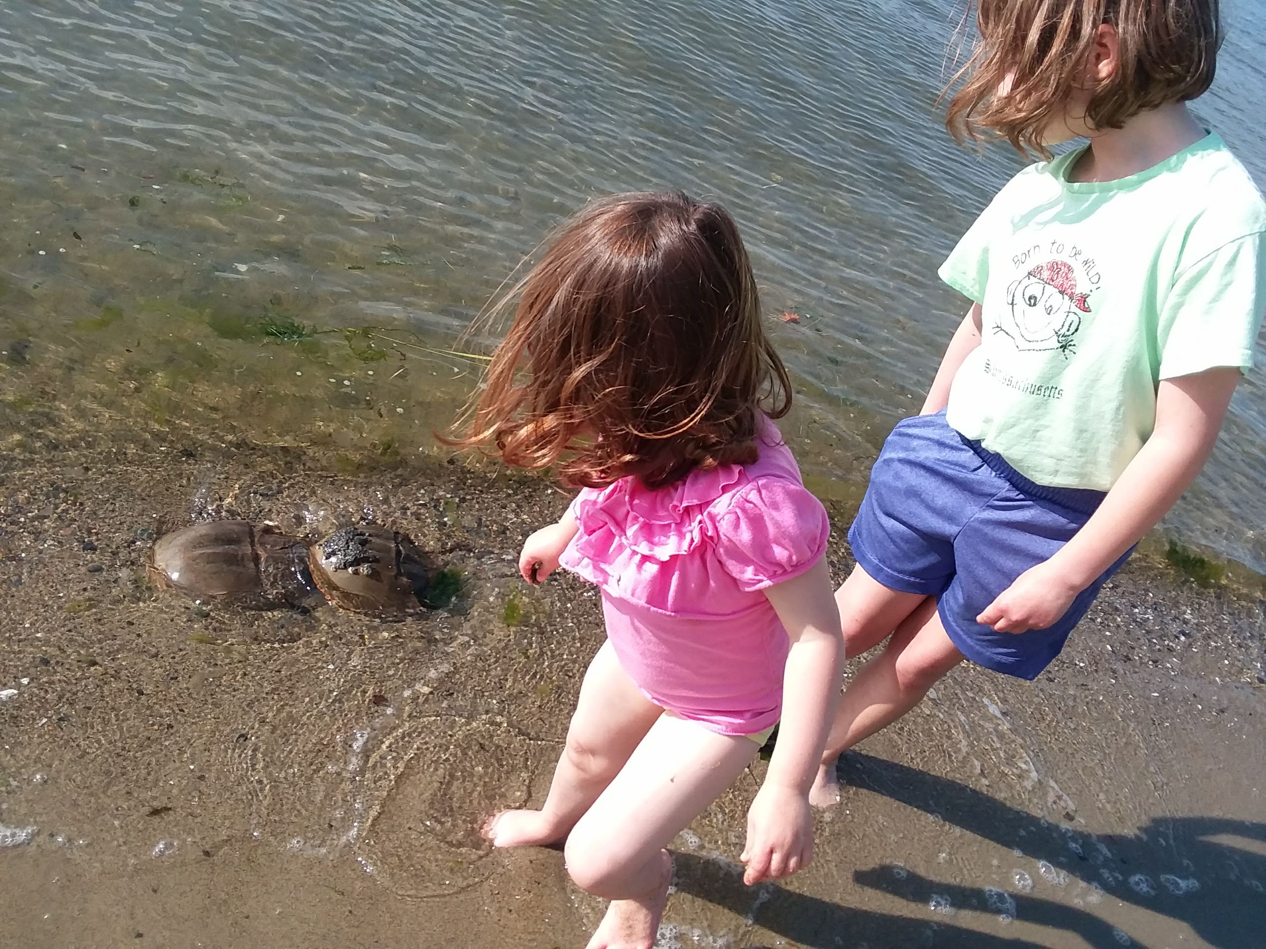 Children-at-the-beach-looking-at-horseshoe-crabs