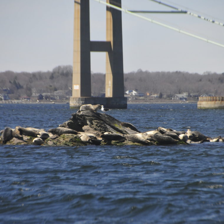 seals-on-rocks-in-Narragansett-Bay 