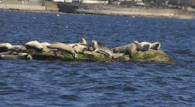Seals in Narrgansett Bay on rocks 