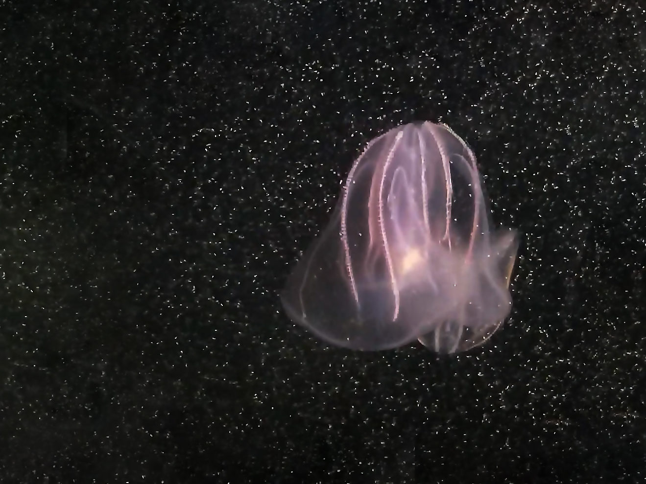Comb jellyfish at feeding time