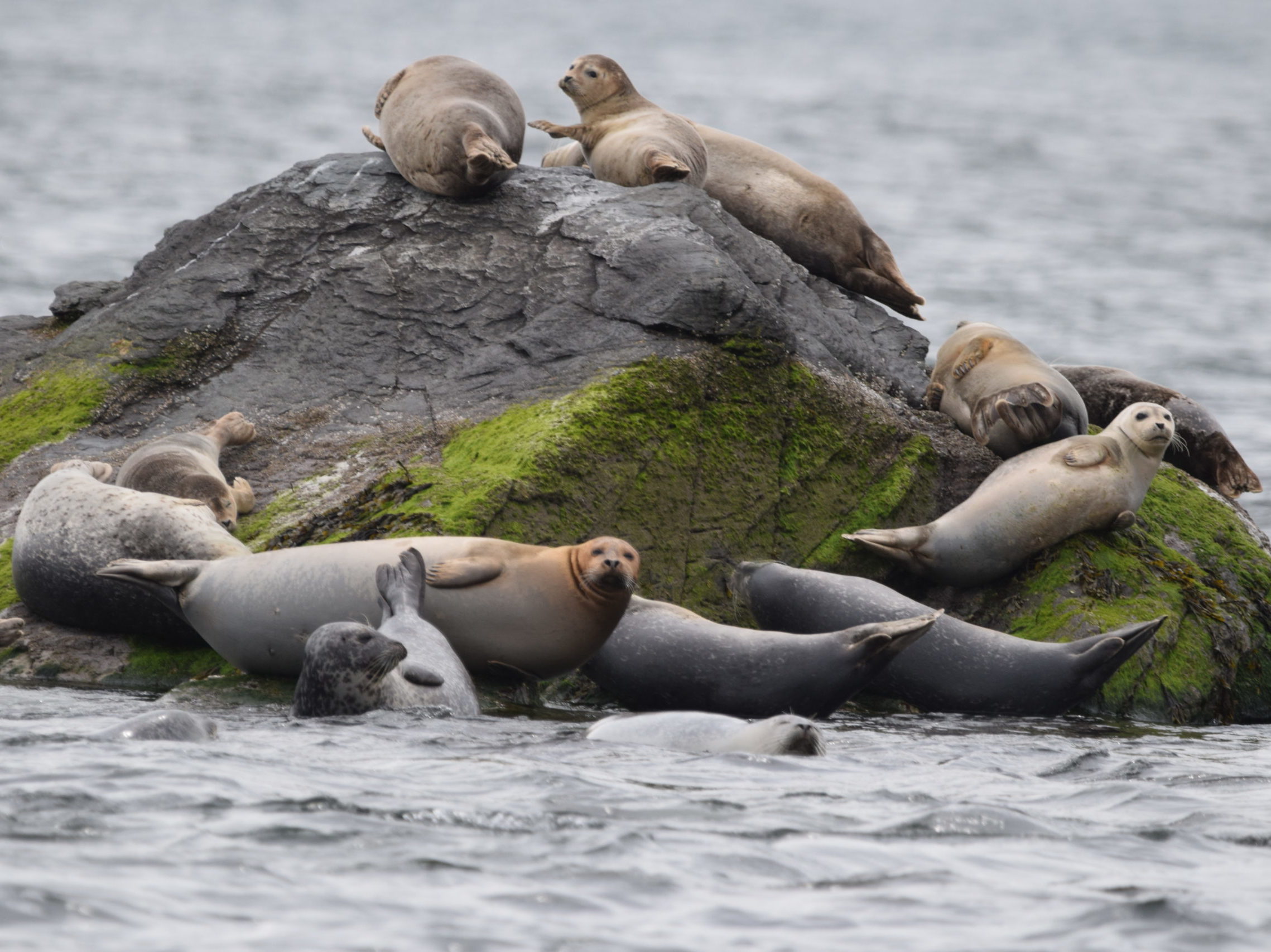 Harbor seals haul out on a rock in Newport harbor.