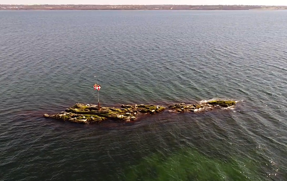 Seals-lie-on-a-narrow-rock-protruding-from-Narragansett-Bay