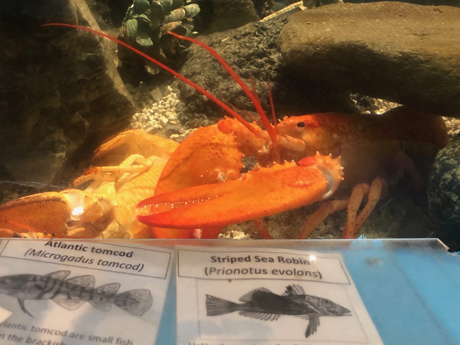 The Exploration Center and Aquarium had a special guest October 2019: a rare one-in-30-million orange lobster!