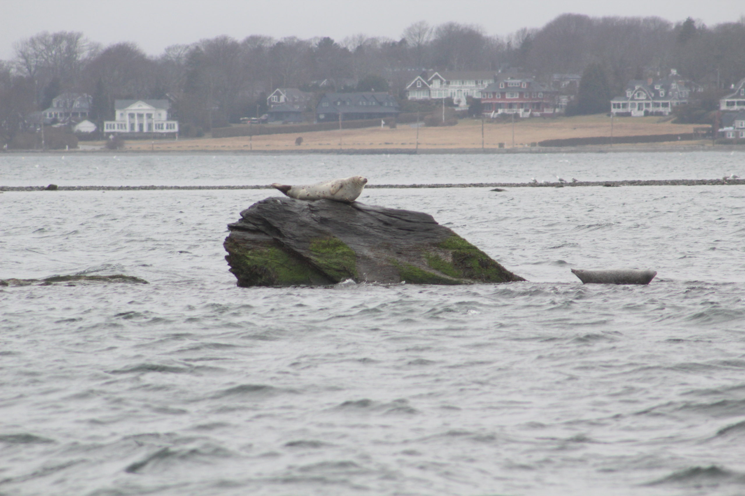 Harbor-seals-in-Newport