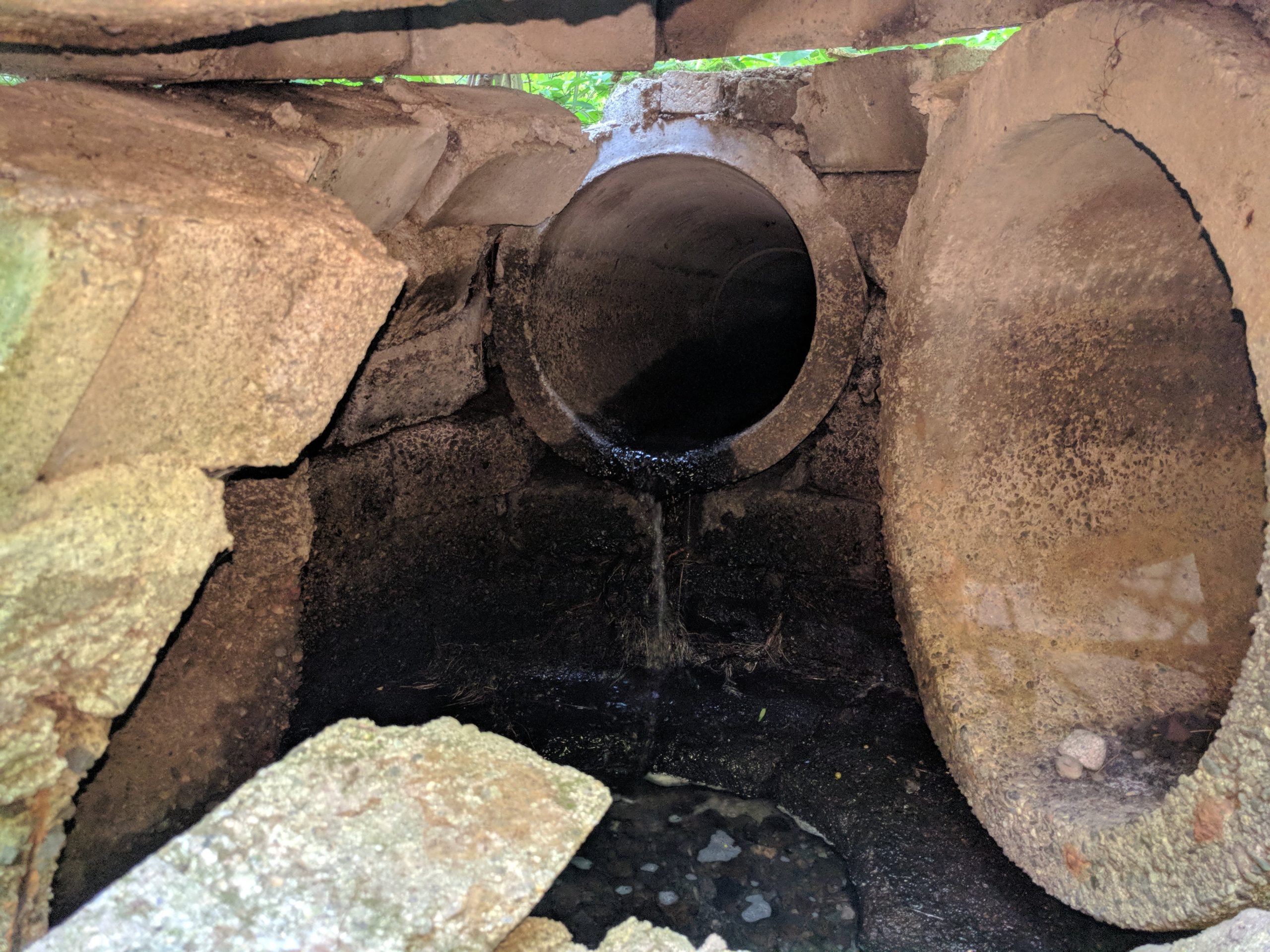 stormwater-outflow-discovered-by-interns