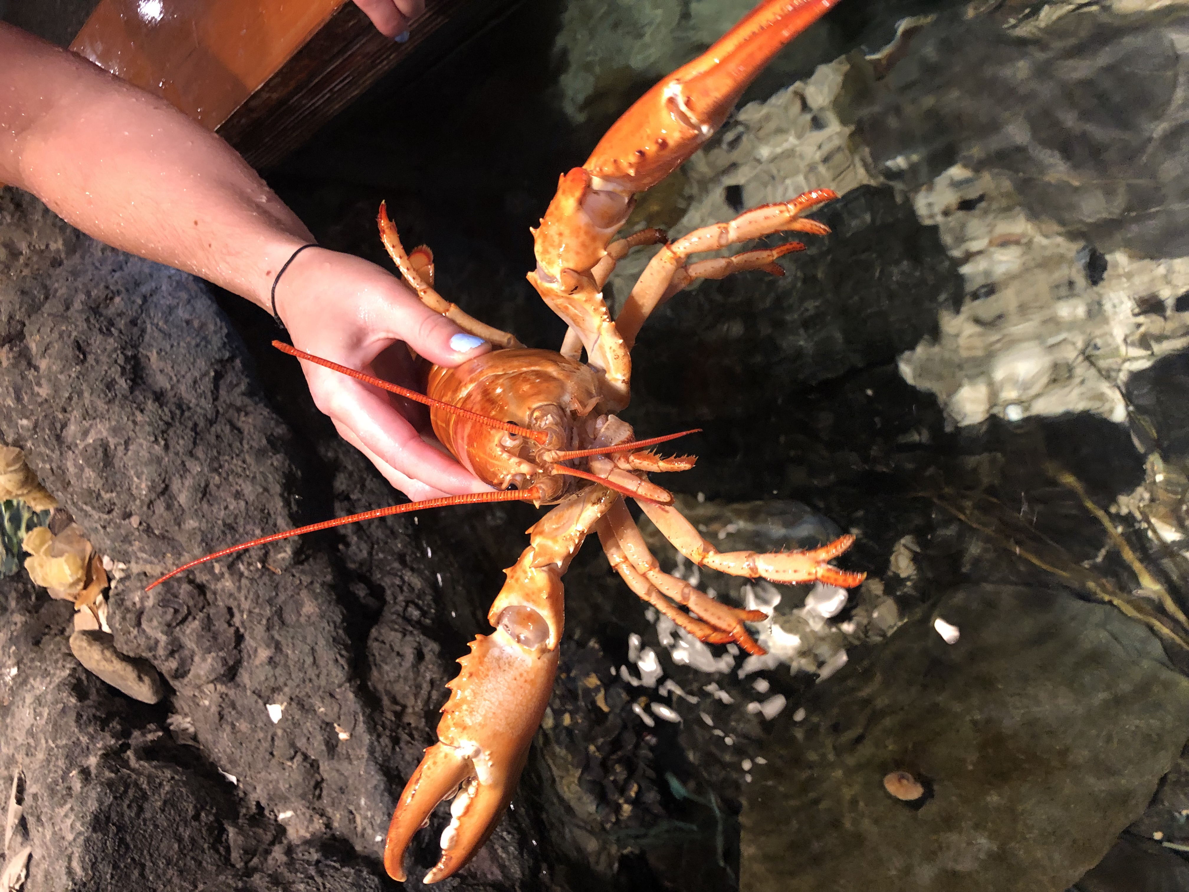 orange-lobster-at-exploration-center