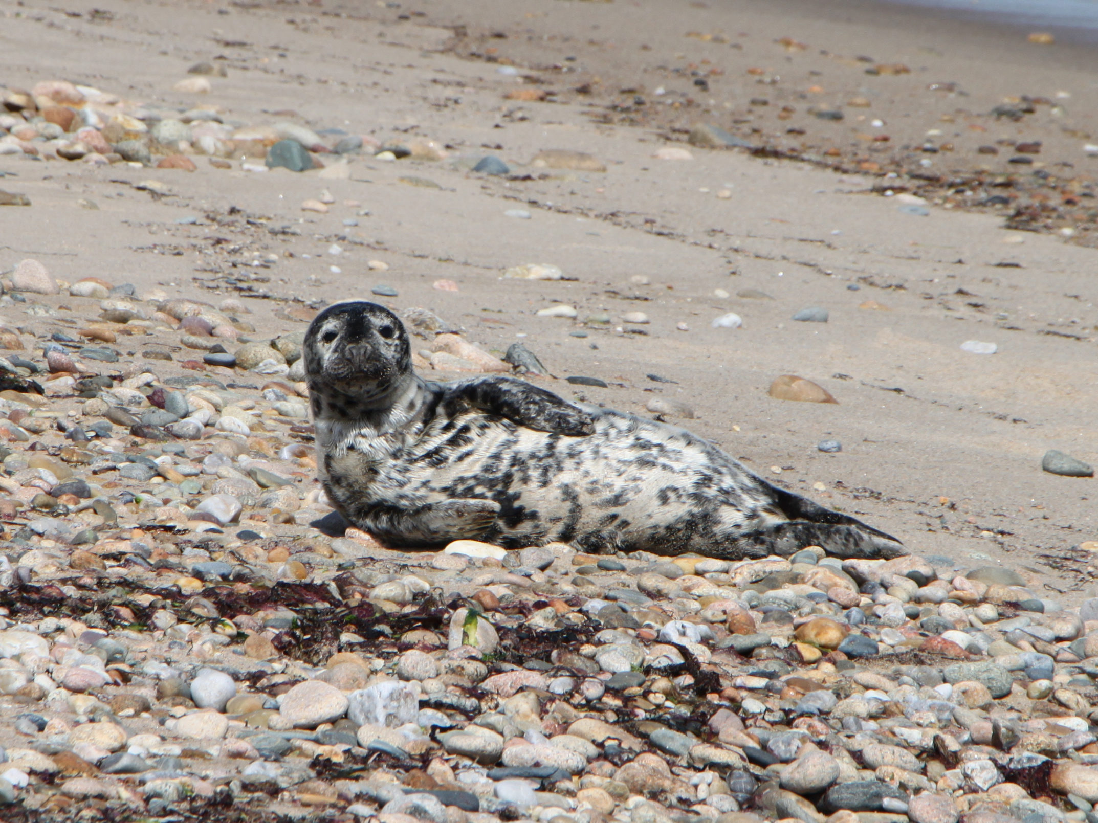 A-grey-seal-pup-hauls-out-on-a-Block-Island-shore