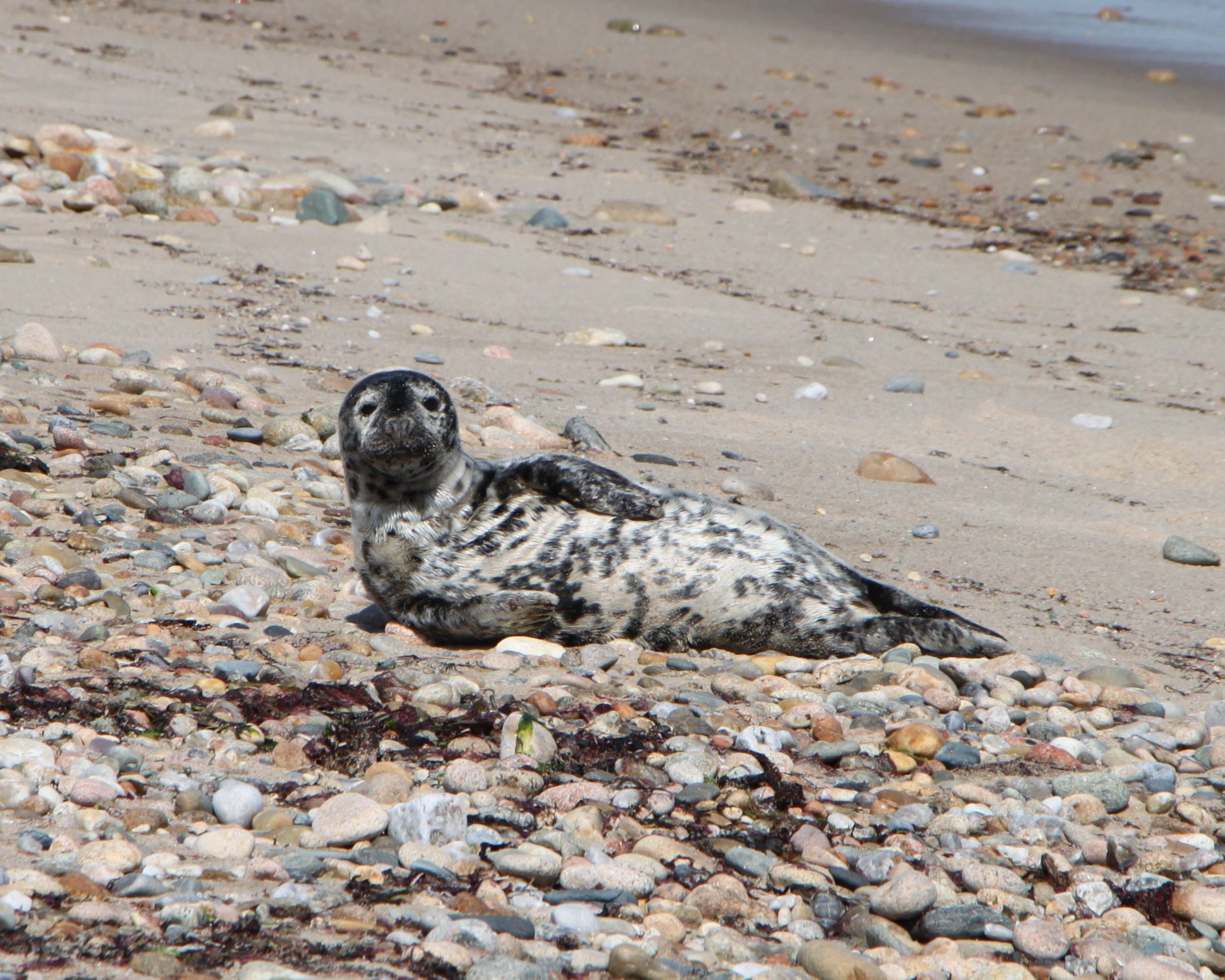 A-grey-seal-pup-hauls-out-on-a-Block-Island-shore