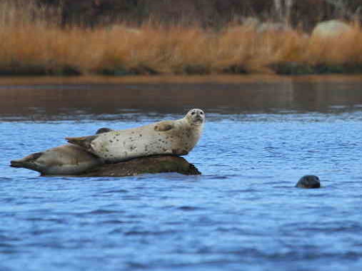 2 Seals in the Pawcatuck River