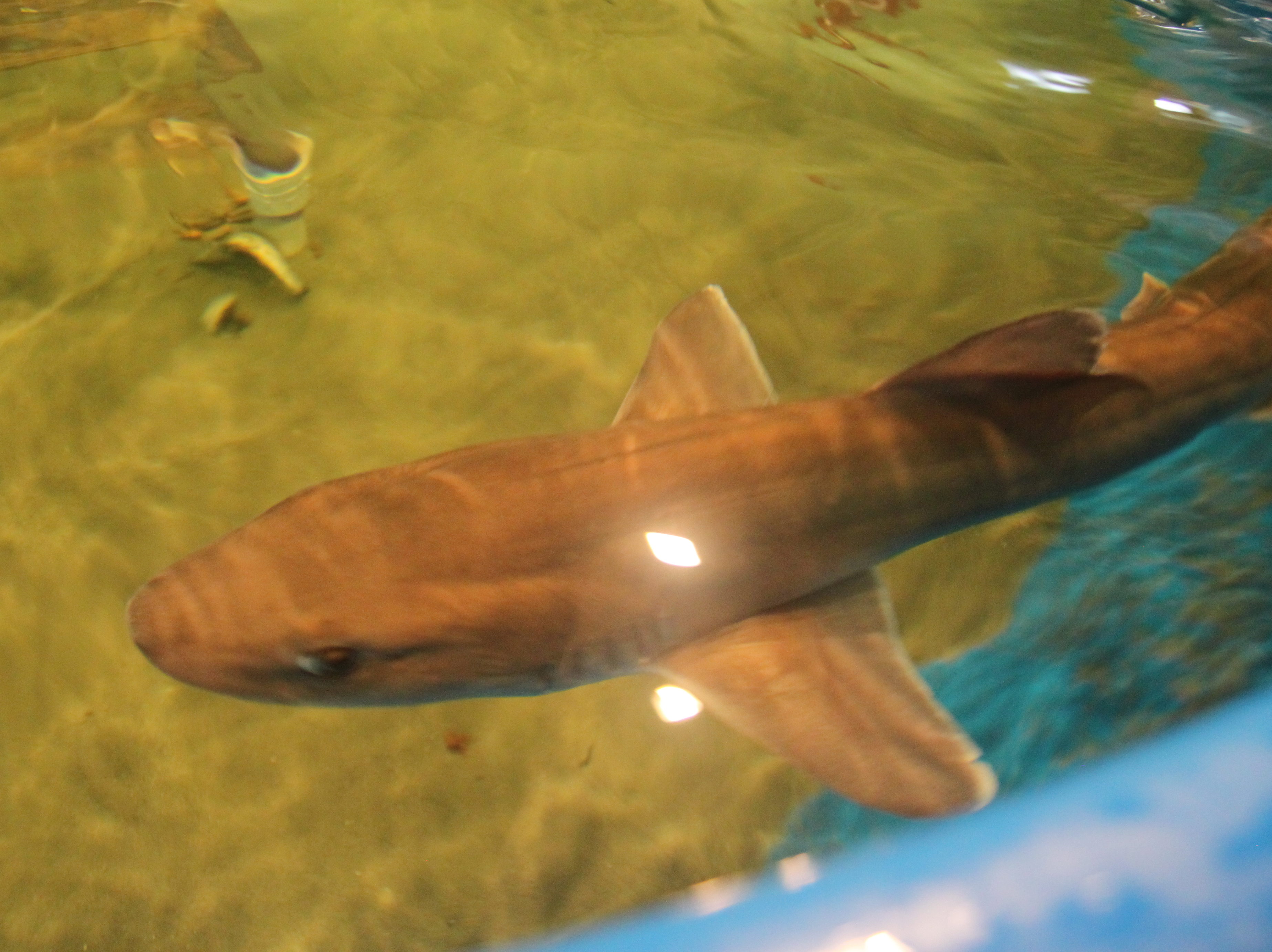 Smooth-dogfish-shark-at-Save-The-Bay-Exploration-Center-and-Aquarium