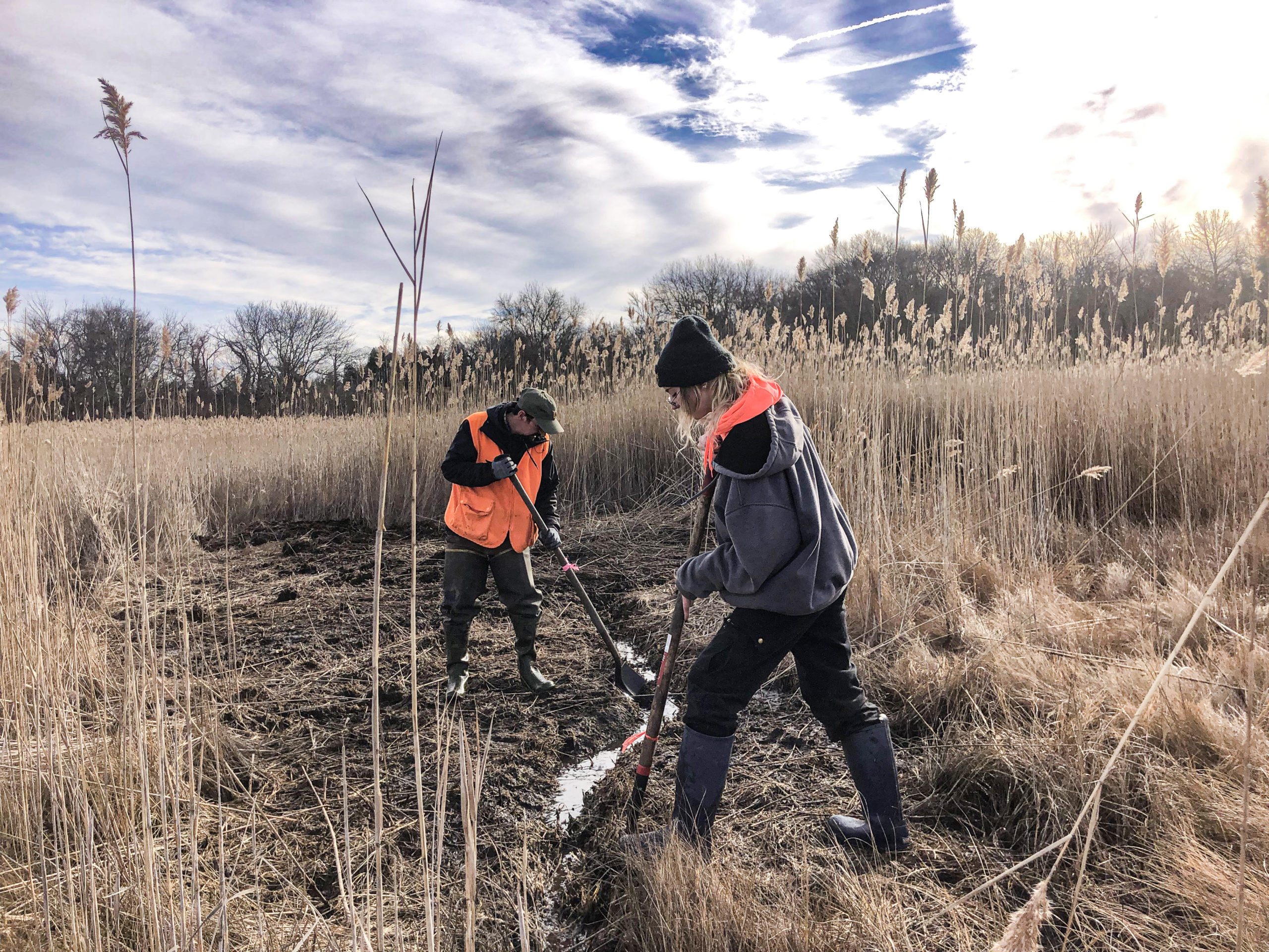 Two people with shovels in the marsh surrounded by phragmites