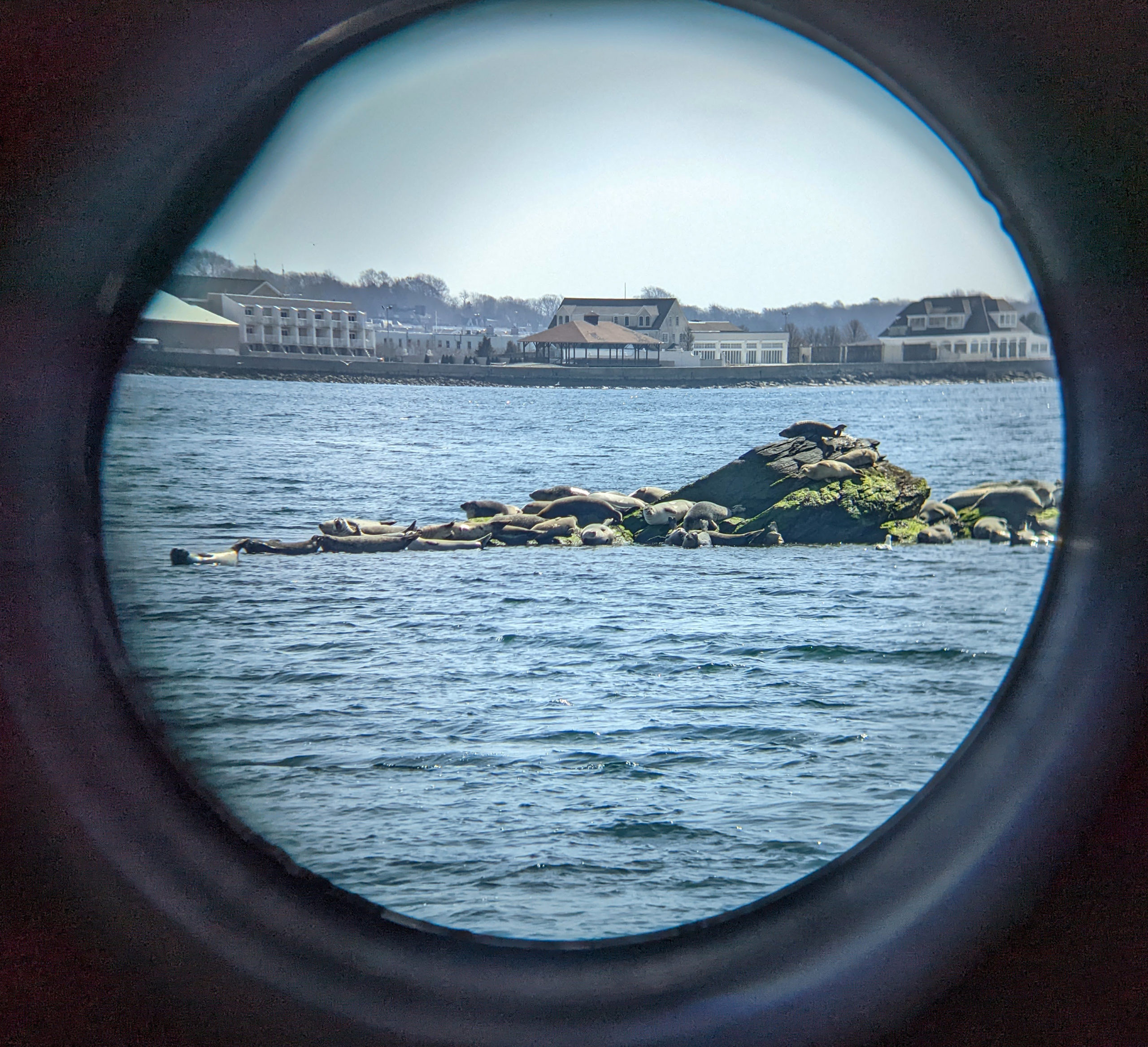 seals hauled out on a rock in Narragansett Bay