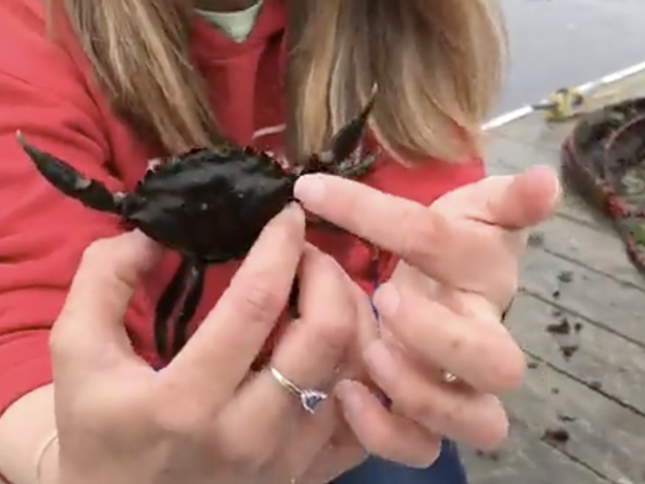 holding-small-crab