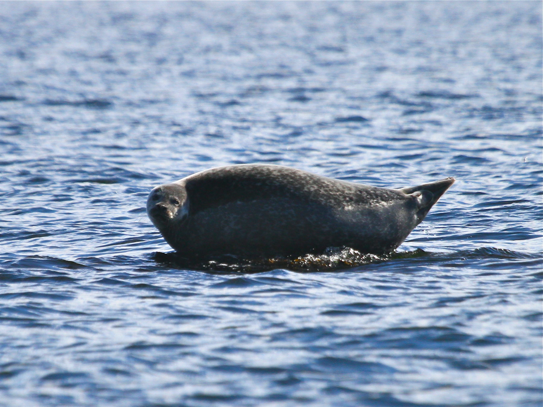 A seal in the Bay.
