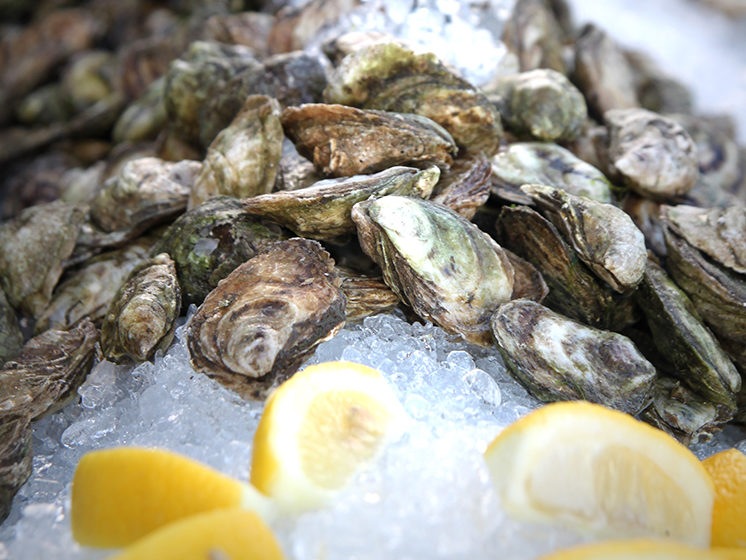 Taste-of-the-Bay-oysters-and-lemon-on-ice
