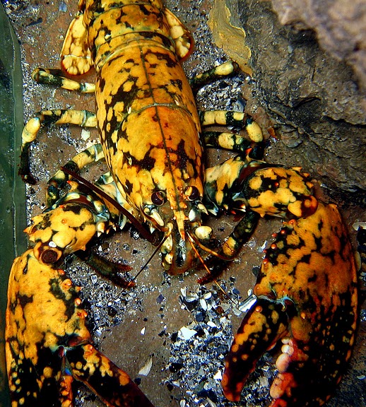 A rare calico lobster