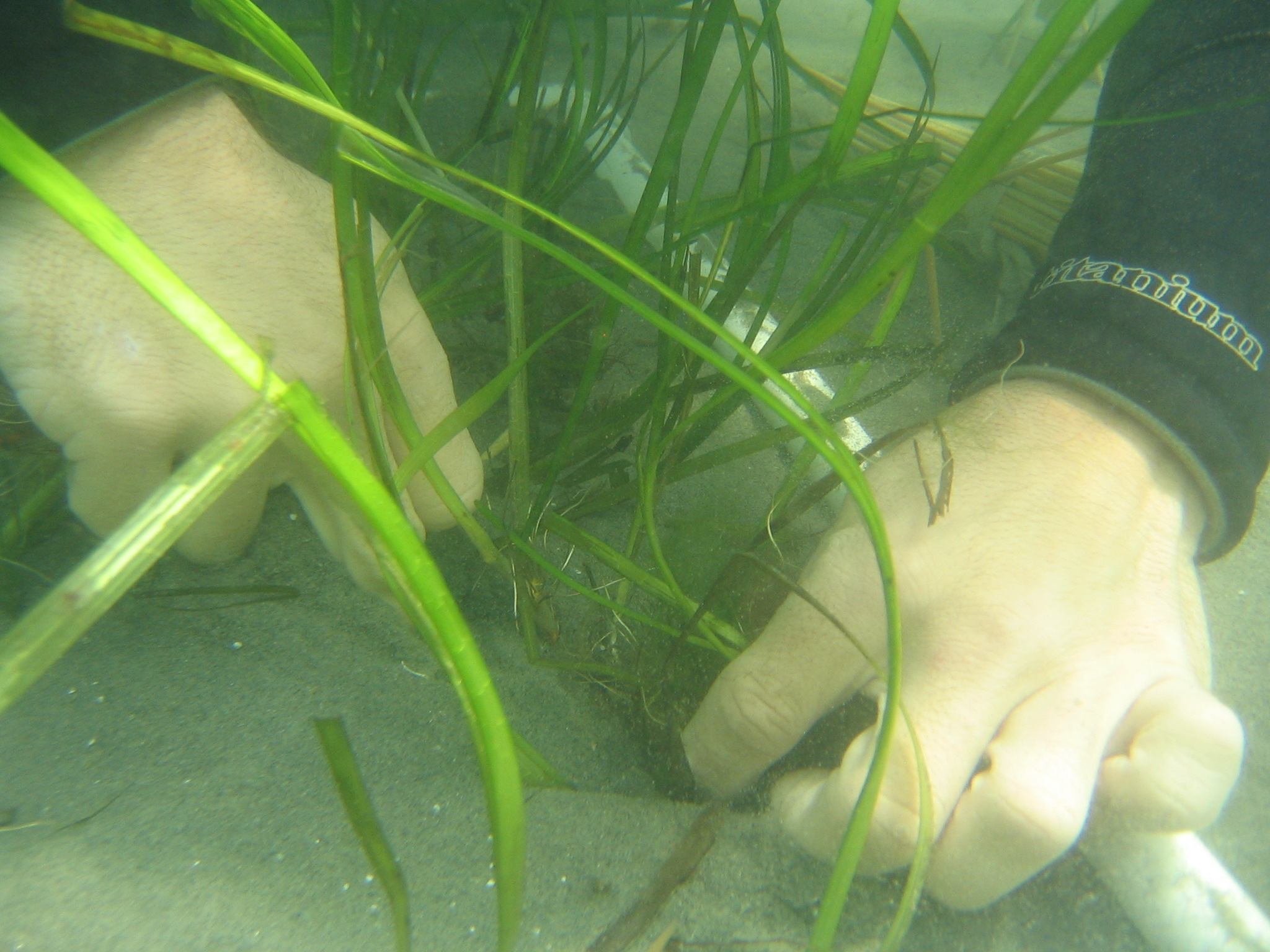 Underwater picture of scuba diver planting eelgrass