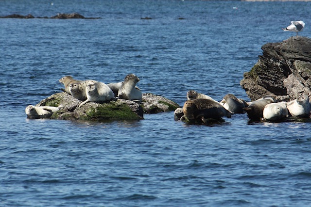Seals-on-rocks-in-Newport-Harbor