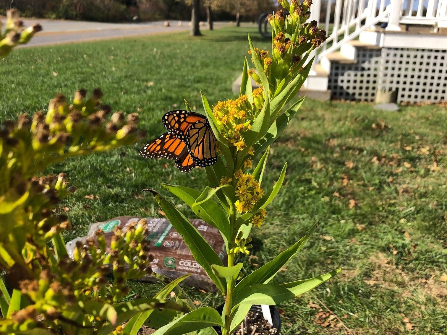 A monarch butterfly in a rain garden in Charlestown, Rhode Island.